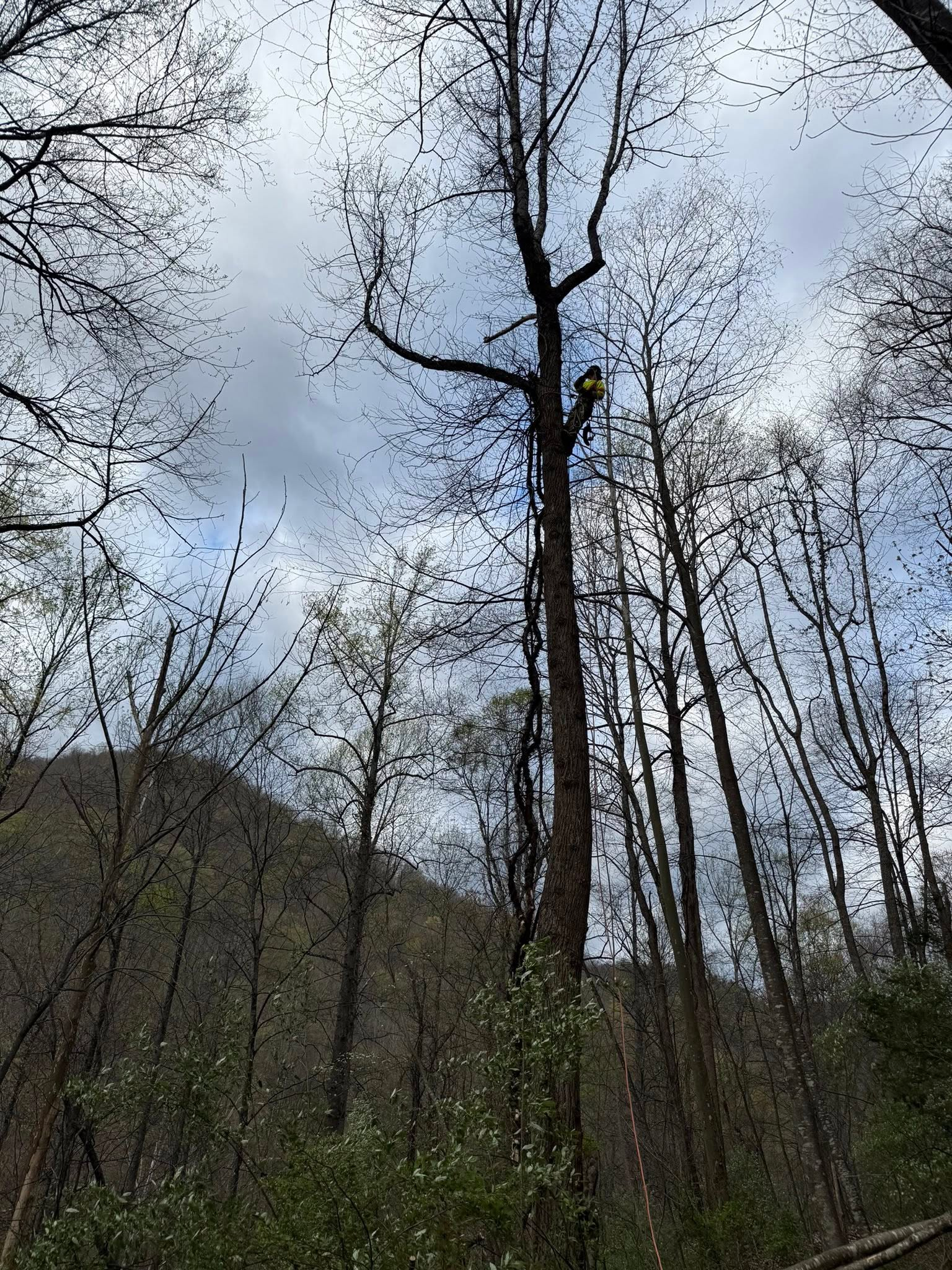Tree Work